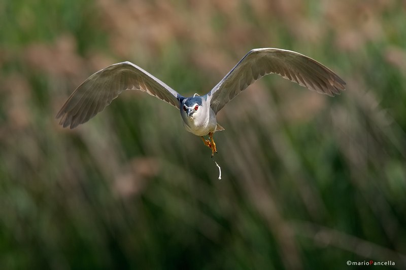 Nitticora in volo....e....!!!!!!!!!!